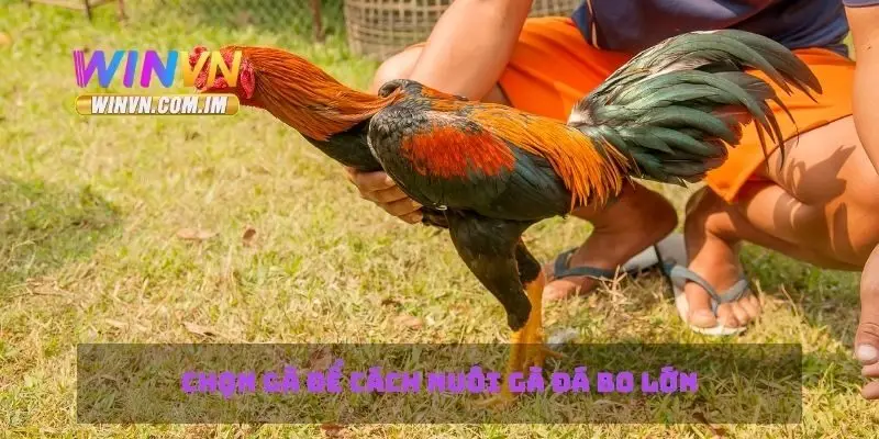 Chọn gà để cách nuôi gà đá bo lớn