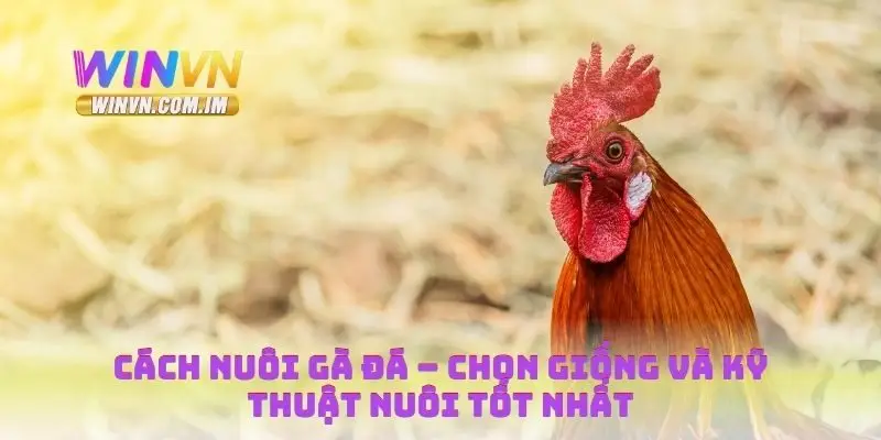 Cách Nuôi Gà Đá – Chọn Giống Và Kỹ Thuật Nuôi Tốt Nhất 6 Cách nuôi gà đá