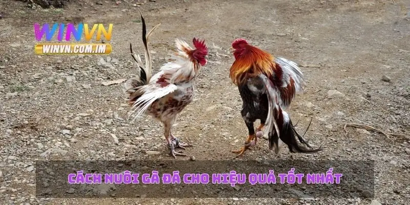 Cách nuôi gà đá cho hiệu quả tốt nhất