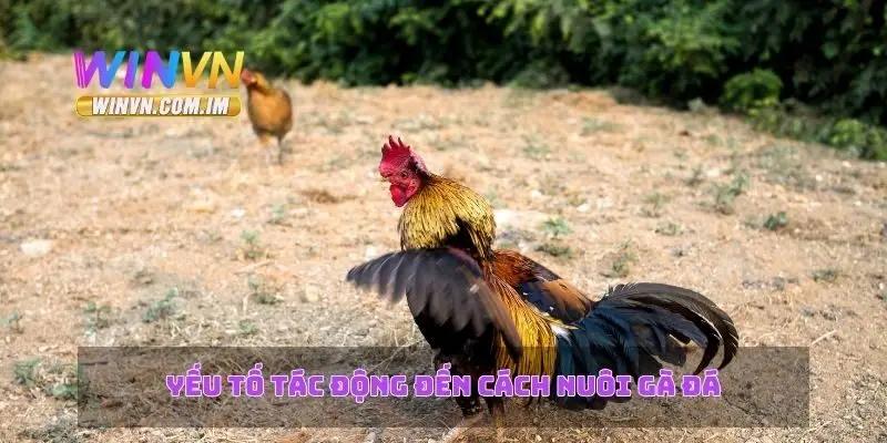Yếu tố tác động đến cách nuôi gà đá
